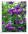 یاس خوشه ای